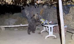 Nemrut Kalderası'ndaki bozayıların pikniğe giden gençlerin yiyeceklerini yemesi kamerada