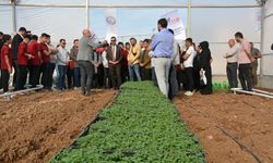 Şırnak'ta ihtiyaç sahibi öğrencilere destek için serada domates yetiştirilecek