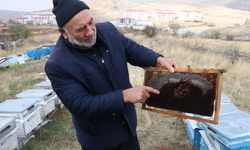 Yozgat'ta arıcılara "varroa" hastalığı uyarısı