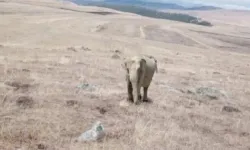 Ardahan'da görülen fil jandarmayı harekete geçirdi