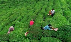 Bakan Yumaklı: Ödemeler 30 Kasım'da çay üreticilerinin hesaplarına yatıyor