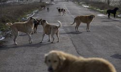 Ankara Valiliği'nden belediyelere 'sahipsiz sokak hayvanlarına' ilişkin yazı