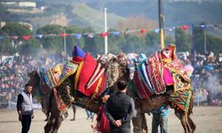 Aydın'da deve güreşi festivali düzenlendi