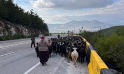 Denizli'den yola çıkan Yörükler kışı geçirmek için Muğla'ya göçtü