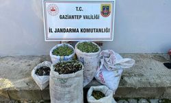 Gaziantep'te zeytin çaldıkları iddiasıyla 2 şüpheli yakalandı