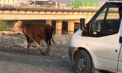 Hatay'da Asi Nehri'ne düşen büyükbaş hayvan kurtarıldı