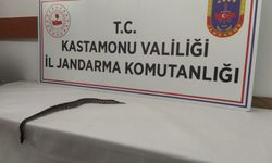 Kastamonu'da, sosyal medya üzerinden satılmaya çalışılan pitona el konuldu