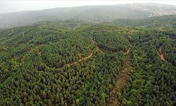 Cumhurbaşkanı imzasıyla, Kastamonu'da bazı alanlar orman sınırları dışına çıkarıldı