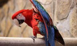 Hayvanat bahçesinin rengarenk papağanları kış aylarında da yaz koşullarında yaşıyor