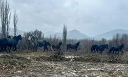 Isparta'da yiyecek arayan yılkı atları yerleşim yeri yakınına indi