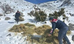 Kahramanmaraş'ta jandarma yaban hayvanları için doğaya yem bıraktı