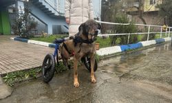 Otomobilin çarpması sonucu felç kalan köpek, hayvanseverlerin aldığı yürüteçle gezmeye başladı