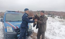 Yozgat'ta jandarmanın bulduğu yaralı şah kartal tedavi edilecek