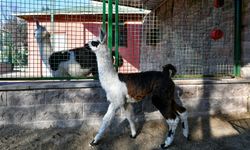 Ankara'da Lama ve Albino Kangurusu sürprizi