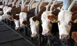 Ticari süt işletmelerince toplanan inek sütü miktarında artış kaydedildi