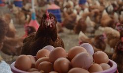 Tavuk yumurtası üretimi yüzde 3,5 arttı