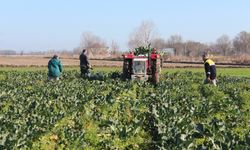 Bafra Ovası'nda brokoli hasadından 12 tondan fazla rekolte bekleniyor