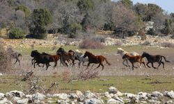 Beyşehir'de doğa tutkunları yaban atlarının izlerinden yürüdü
