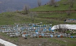 Bitlis balı, Paris'teki yarışmada "Altın Bal" ödülü aldı