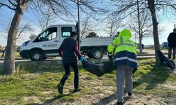 Çanakkale'de ölü yavru yunus sahile vurdu