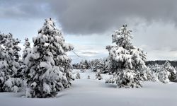 Erzurum, Ardahan ve Kars'ta soğuk hava etkili oluyor