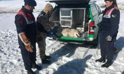 Erzurum'da jandarmanın yaralı bulduğu kurt tedaviye alındı