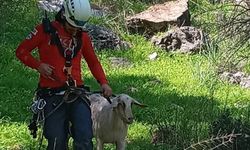 Fethiye'de kayalıklarda mahsur kalan keçi ile yavrusu kurtarıldı