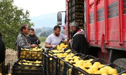 Hatay Valisi Mustafa Masatlı'dan depremzede limon üreticilerine destek