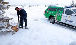 Karaman'da Jandarma yaban hayvanları için doğaya yem bıraktı