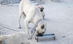 Karapınar'da sokak köpeği ve 8 yavrusuna gençler sahip çıktı
