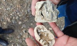 Niğde'de "dinozor fosili" sanılan kalıntılar traverten çıktı