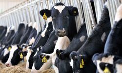 Ticari süt işletmeleri tarafından toplanan inek sütü miktarında artış yaşandı