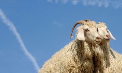 Koyun ve keçi yetiştiricilerinden "hayvansal lif kullanımı" talebi