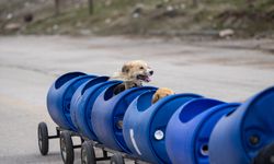 Engelli köpekleri varillerden yaptığı "tren"le gezdiriyor