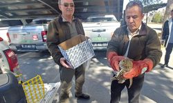 Kayseri'de yaralı bulunan kulaklı orman baykuşu tedaviye alındı