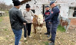 Sinop'ta yaşlı adamın çalınan ineği jandarma ekiplerince Kastamonu'na bulundu