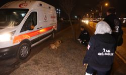 Sivas'ta otomobilin çarptığı köpeği ezilmekten 112 Acil Servis ekipleri kurtardı