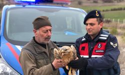 Yozgat'ta yaralı bulunan kızıl şahin korumaya alındı