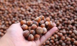 Tüm Köy Sen'den tekelleşme uyarısı: Fındık piyasasını Ferrero ele geçirdi