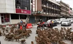 Tayland'da şehri istila eden maymunlar toplatılmaya başlandı