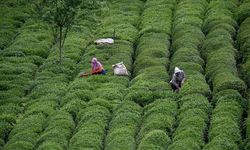 Türk çayının iki aylık ihracatı yüzde 85 artarak, 6 milyon doları aştı