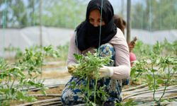 Bilecik'teki seralarda yazlık domates ve salatalık ekimi başladı
