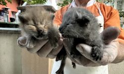 Edirne'de yangında merdiven boşluğunda mahsur kalan kedi yavrularını itfaiye kurtardı