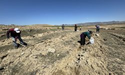 Elazığ'da Amerikan tuz çalısı ile mera ıslah çalışması yapıldı