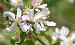 Elma verimi ve kalitesi kiralık arılarla artırılıyor