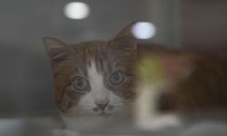 Engelli kedi "Umut" için 10. yaş günü kutlaması