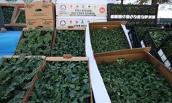 Gaziantep'te çiftçilere 10 milyon sebze ve meyve fidesi dağıtıldı
