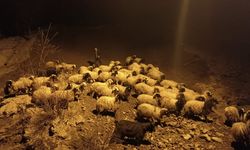 Hakkari'de heyelan nedeniyle küçükbaş hayvanlar toprak altında kaldı