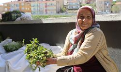 İlkbaharın "şifalı otları" pazar tezgahlarındaki yerini aldı