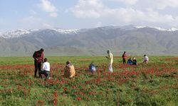 "Muş 1071" ismiyle tescillenen laleler, Muş Ovası'nı kırmızıya bürüdü